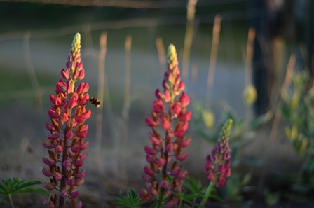 Lupins_and_Bee